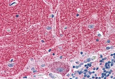 Anti-Septin 3 antibody, N-term used in IHC (Paraffin sections) (IHC-P). GTX89929