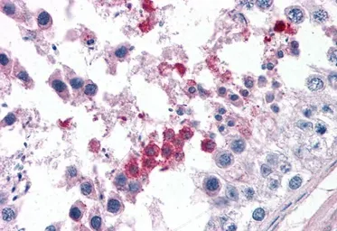 Anti-Septin 3 antibody, N-term used in IHC (Paraffin sections) (IHC-P). GTX89929
