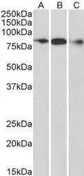 Anti-ELMO1 antibody, C-term used in Western Blot (WB). GTX89955