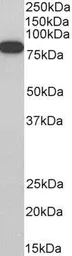 Anti-ELMO1 antibody, C-term used in Western Blot (WB). GTX89955