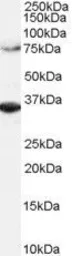 Anti-ORC3L antibody, C-term used in Western Blot (WB). GTX89992
