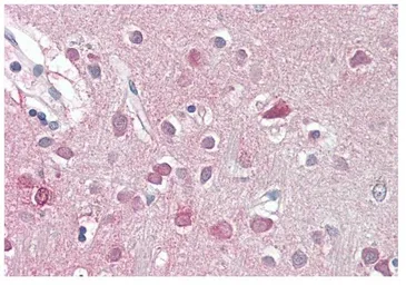 Anti-ORC3L antibody, C-term used in IHC (Paraffin sections) (IHC-P). GTX89992