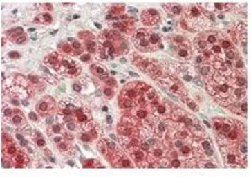Anti-MTR antibody, C-term used in IHC (Paraffin sections) (IHC-P). GTX89998