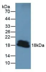 WB analysis of GTX00047-pro Mouse PTHrP protein.