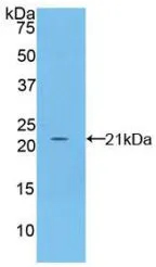 WB analysis of GTX00048-pro Mouse Fibrillin 1 protein.
