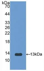 WB analysis of GTX00051-pro Rat IL1 Receptor 1 protein.