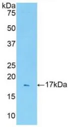 WB analysis of GTX00052-pro Rat IL1 Receptor 1 protein.