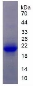 SDS-PAGE analysis of GTX00053-pro Rat IL1 Receptor 1 protein.