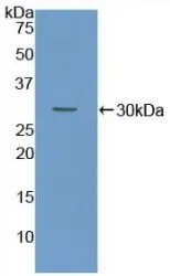 WB analysis of GTX00054-pro Rat Coagulation factor III/Tissue Factor protein.