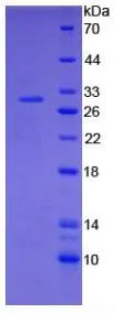 SDS-PAGE analysis of GTX00054-pro Rat Coagulation factor III/Tissue Factor protein.