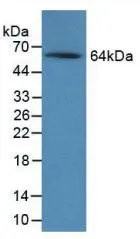 WB analysis of GTX00055-pro Rat Noggin protein.