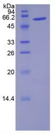 SDS-PAGE analysis of GTX00055-pro Rat Noggin protein.