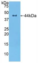 WB analysis of GTX00056-pro Rat Noggin protein.