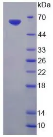 SDS-PAGE analysis of GTX00057-pro Rat EndoG protein.