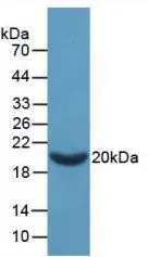 WB analysis of GTX00058-pro Rat Coagulation Factor II protein.