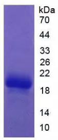 SDS-PAGE analysis of GTX00058-pro Rat Coagulation Factor II protein.