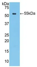 WB analysis of GTX00059-pro Rat Cathepsin A protein.