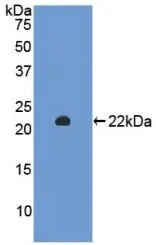 WB analysis of GTX00061-pro Rat SIRT3 protein.