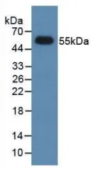 WB analysis of GTX00063-pro Rat DKK1 protein.