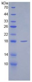 SDS-PAGE analysis of GTX00065-pro Rat SFRP1 protein (active).