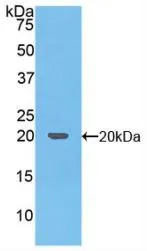 WB analysis of GTX00068-pro Human TRAIL protein.