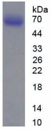 SDS-PAGE analysis of GTX00073-pro Mouse MMP2 protein (active).