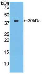 WB analysis of GTX00074-pro Mouse NUCB2 protein. WB analysis of GTX00074-pro Mouse NUCB2 protein.