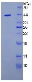 SDS-PAGE analysis of GTX00074-pro Mouse NUCB2 protein.