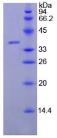 SDS-PAGE analysis of GTX00078-pro Goat Lactoferrin protein.