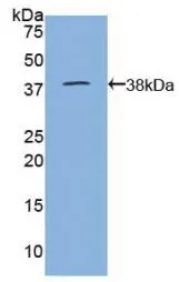 WB analysis of GTX00078-pro Goat Lactoferrin protein (active).
