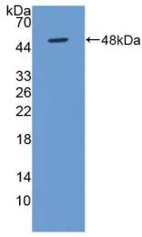 WB analysis of GTX00079-pro Human BMP4 protein.