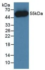 WB analysis of GTX00081-pro Human FGF1 protein (active).