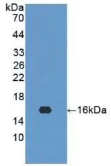 WB analysis of GTX00083-pro Human Interferon gamma protein (active).