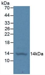 WB analysis of GTX00085-pro Human IGF1 protein (active).