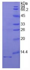 SDS-PAGE analysis of GTX00091-pro Human IL1 Receptor 1 protein.