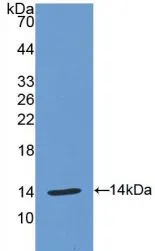 WB analysis of GTX00096-pro Human MIP1 alpha protein (active).