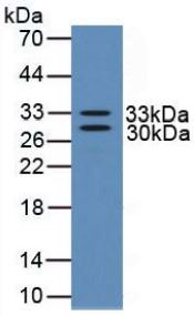 WB analysis of GTX00097-pro Human NGF protein (active).