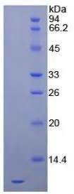 SDS-PAGE analysis of GTX00098-pro Human SDF1 protein (active).