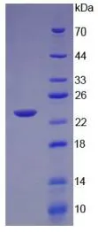 SDS-PAGE analysis of GTX00103-pro Human TNF beta protein (active).
