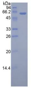 SDS-PAGE analysis of GTX00105-pro Human Adiponectin Receptor 1 protein.