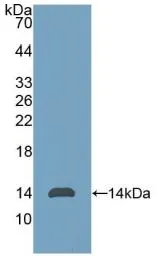 WB analysis of GTX00109-pro Human AMH protein.