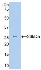 WB analysis of GTX00112-pro Human Granzyme M protein (active).