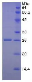 SDS-PAGE analysis of GTX00112-pro Human Granzyme M protein (active).