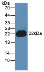 WB analysis of GTX00115-pro Human IL1 beta protein (active). WB analysis of GTX00115-pro Human IL1 beta protein (active).