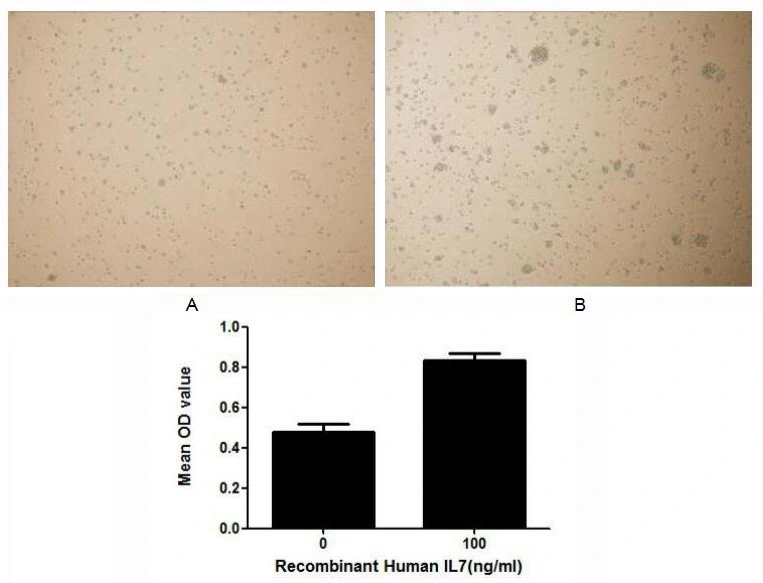 Cell proliferation effect of GTX00118-pro Human IL7 protein (active). Cell viability was measured by Cell Counting Kit-8 (CCK-8). (A) Unstimulated Jurkat cells cultured in RPMI-1640 for 72hrs. (B) Jurkat cells cultured in RPMI-1640, stimulated with 100 ng/ml IL7 for 72hrs.