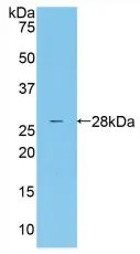 WB analysis of GTX00122-pro Human MASP2 protein.