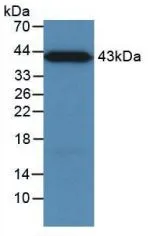 WB analysis of GTX00127-pro Human MBL2 protein. WB analysis of GTX00127-pro Human MBL2 protein.