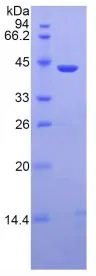 SDS-PAGE analysis of GTX00127-pro Human MBL2 protein.