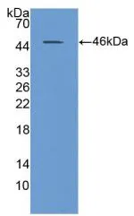 WB analysis of GTX00130-pro Human NEU1 protein.