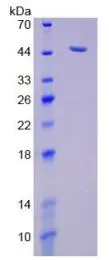 SDS-PAGE analysis of GTX00130-pro Human NEU1 protein.